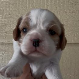 Mollie - Blenheim female Cavalier King Charles Spaniel puppy in Encinitas, California from Seaside Cavaliers