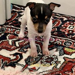 Boy 1 - White black and tan male Toy Fox Terrier puppy in Wayne, Oklahoma from FritzFox Toy Fox Terriers
