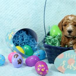 Goldendoodle Puppies from Blushing Doodles