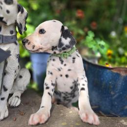 Lime green collar male - White and black male Dalmatian puppy in Valley, Washington from Loving spots Dalmatians