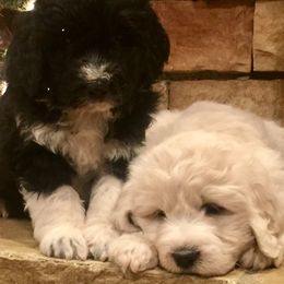 Bernedoodle and Pyredoodle Puppies from FDF Pyredoodles & Bernedoodles