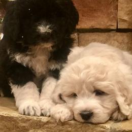 Bernedoodle and Pyredoodle Puppies from FDF Pyredoodles & Bernedoodles