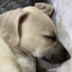 Sloughi Puppies from Almaboubin Sloughis