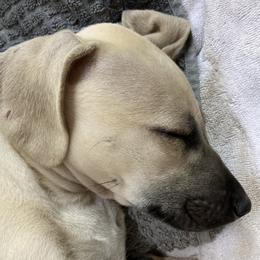 Sloughi Puppies from Almaboubin Sloughis