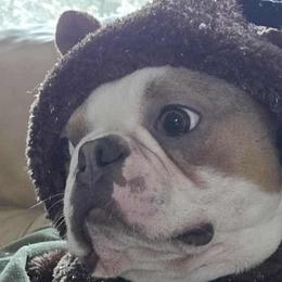 Boston Terriers from Glacier Bark Boston Terriers