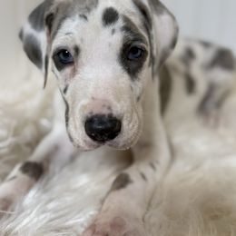 Gisele - Harlequin female Great Dane puppy in Hutchinson, Kansas from Dappled Danes