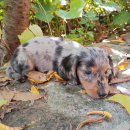 Tillamook - Dapple male Dachshund puppy in Dayton, Ohio from LUXEYPUPS