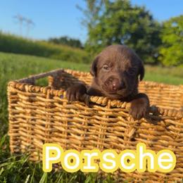 Girl 3 - Chocolate female Labrador Retriever puppy in Lucasville, Ohio from Backwoods Labradors