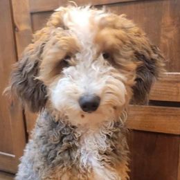Wiggles - Bernedoodle