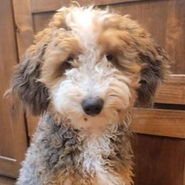 Wiggles - Bernedoodle