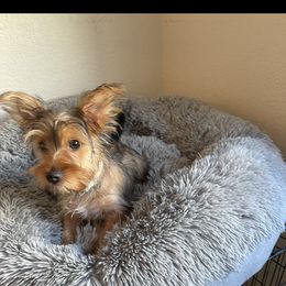 Yorkshire Terrier Puppies from Christ Like Pups
