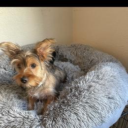 Yorkshire Terrier Puppies from Christ Like Pups