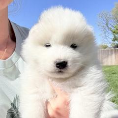Girl 4 - White Samoyed puppy in Smithfield, Utah from Happy Samoyedland