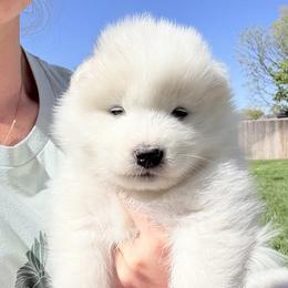 Girl 4 - White Samoyed puppy in Smithfield, Utah from Happy Samoyedland