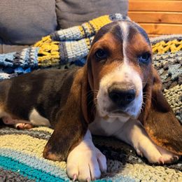 Boy 3 - Black brown and white male Basset Hound puppy in Hay Springs, Nebraska from Rain and Snow Bassets