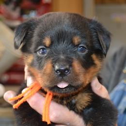 So cute and outging, loves to give kisses - Black and mahogany female Rottweiler puppy in Dawson Springs, Kentucky from Lakeview Rottweilers