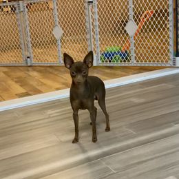 Colt - Miniature Pinscher