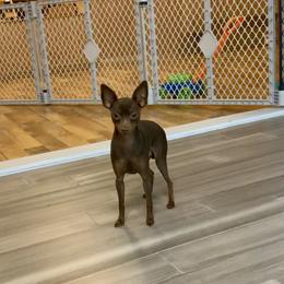 Colt - Miniature Pinscher