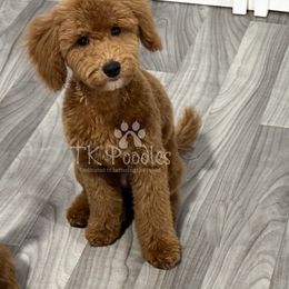 Opal - Red  Poodle puppy in New Jersey from TK Poodles