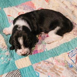Boy 4 - male Basset Hound puppy in Knoxville, Tennessee from Well Hounded Bassets