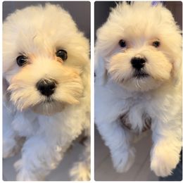 Yorkipoos from Eleven:11 Kennels