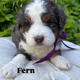 Fern - Blue merle female Bernedoodle puppy in Herriman, Utah from Gypsi Doodles & Poodles LLC.