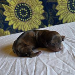 Boy 1 - Dapple male Dachshund puppy in Fallon, Nevada from Butterbean Dachshunds
