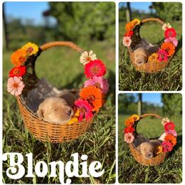 Blondie - Golden female Golden Retriever puppy in Magnolia, Mississippi from Magnolia Farm