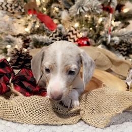Dachshund Puppies from DachshyVerse