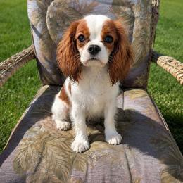 Cavalier King Charles Spaniel puppies from AlKemy Pure Bred