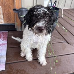 Prada - White female Lagotto Romagnolo puppy in Munford, Alabama from Boardwalk Water Dogs