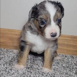 Azurite - Blue merle male Miniature Australian Shepherd puppy in Sunbury, Pennsylvania from Elemental Mini Aussies