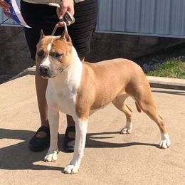 Memoir - American Staffordshire Terrier