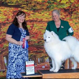 Samoyed All Grown Up from Larajus Samoyeds