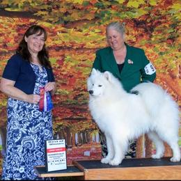 Samoyed All Grown Up from Larajus Samoyeds