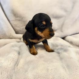 AKC Java - Black and tan male Dachshund puppy in Laveen, Arizona from Acosta Kennel