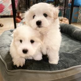 Coton de Tulear Puppies from Cotoncutie