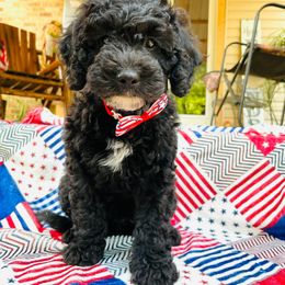 Goldendoodle Puppies from Magnolia Mini Goldendoodles