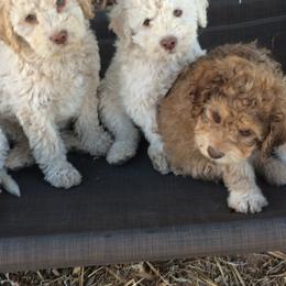 Lagotto Romagnolo Puppies from Fino Lagotto