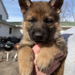 German Shepherd Puppies from Czech Working Lines