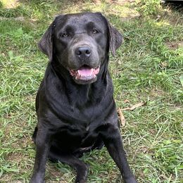 Boujee - Dilute Retriever