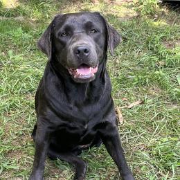 Boujee - Dilute Retriever