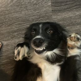 Australian Shepherd and Miniature Australian Shepherd All Grown Up from Prickly Pear Pups