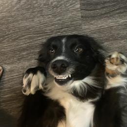 Australian Shepherd and Miniature Australian Shepherd All Grown Up from Prickly Pear Pups