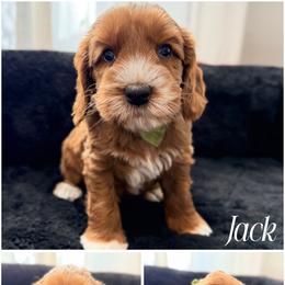 Jack - Red male Australian Labradoodle puppy in Summerfield, North Carolina from Four Oaks Labradoodles