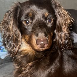 Dachshunds from Pawplex Kennels