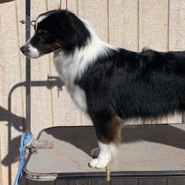 Riot - Black tri female Miniature American Shepherd puppy in Monroe, Utah from Shawnkara Australian Shepherds & Miniature American Shepherds