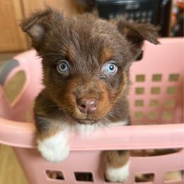 Solstice - Red tri-color male Australian Shepherd puppy in Tucson, Arizona from Soqui Ortiz Cattle Ranch