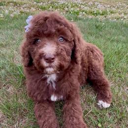 Sleepy - Brown and white female Aussiedoodle puppy in Denton, Maryland from Royal Conron Doodles