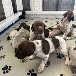 German Shorthaired Pointer Puppies from RED Clay Dogs